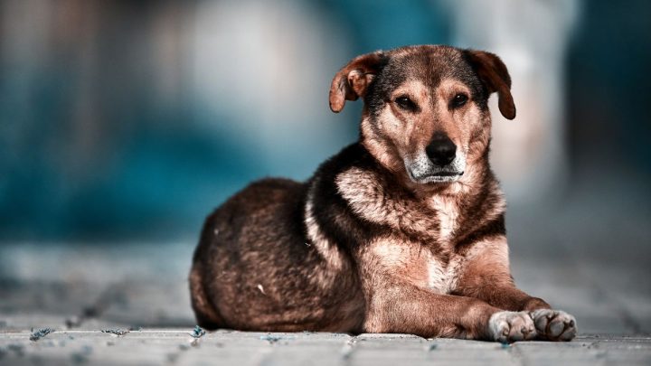 Hình ảnh con chó hài hước với khuôn mặt cau có, như đang giận dỗi