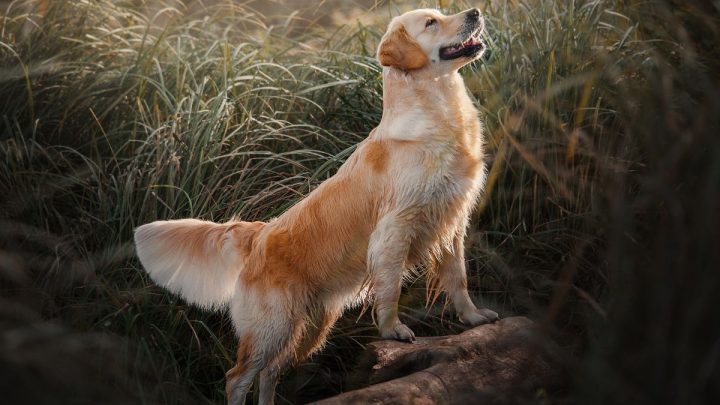 Chú chó Alaska với biểu cảm ngầu, nhưng vẫn có nét hài hước