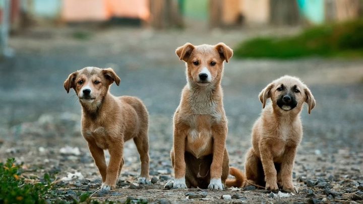 Hình ảnh con chó hài hước với đôi mắt sắc sảo, như đang canh gác
