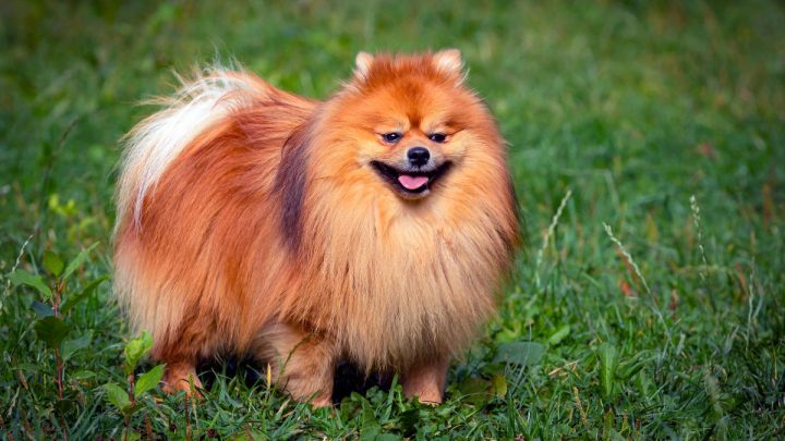 Chú chó Shiba Inu với biểu cảm ngạc nhiên, hài hước khi nhìn đồ ăn