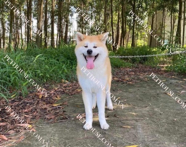 Chó Quốc Khuyển Nhật Bản: Giống Akita Inu Chi Tiết Nhất