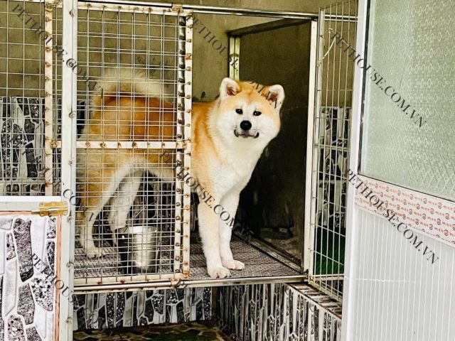 Chó Quốc Khuyển Nhật Bản: Giống Akita Inu Chi Tiết Nhất