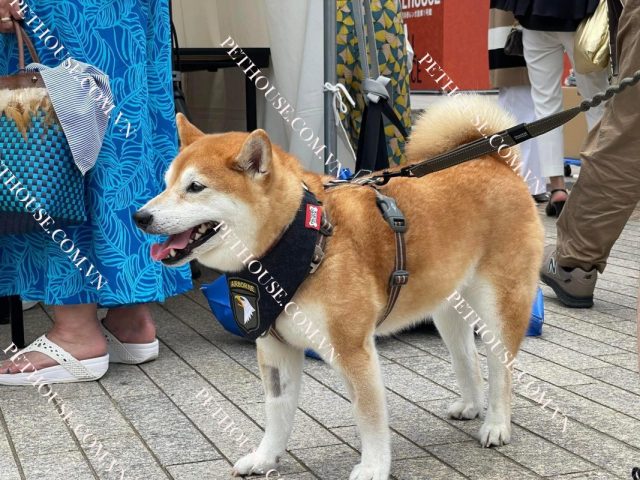 Chó Quốc Khuyển Nhật Bản: Giống Akita Inu Chi Tiết Nhất