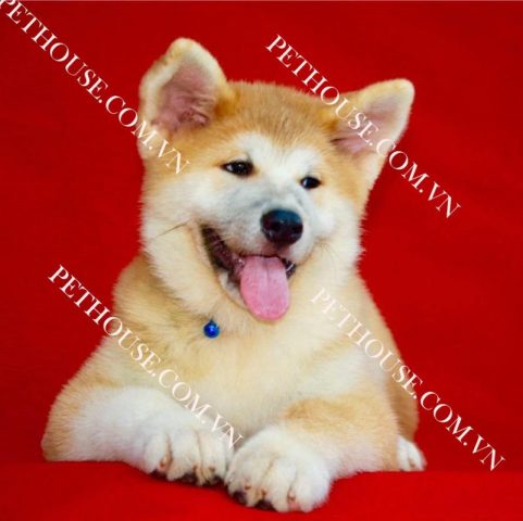 Chó Quốc Khuyển Nhật Bản: Giống Akita Inu Chi Tiết Nhất