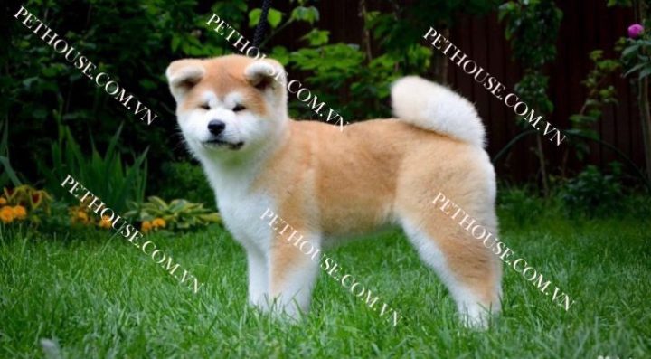 Chó Quốc Khuyển Nhật Bản: Giống Akita Inu Chi Tiết Nhất