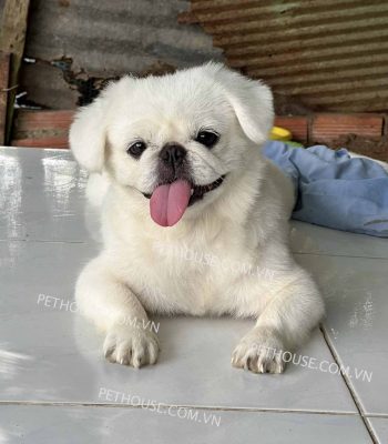 Chó Bắc Kinh Trưởng Thành: Đặc Điểm, Chăm Sóc & Huấn Luyện Chi Tiết