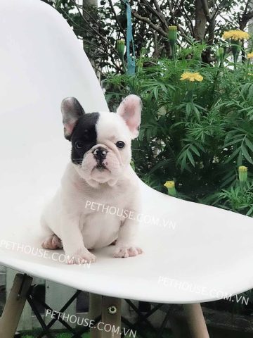 Chó Bull Pháp Bò Sữa: Đặc Điểm, Cách Chăm Sóc & Lưu Ý Quan Trọng