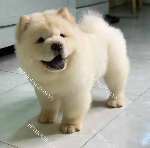Giống Chó Gấu Chow Chow: Toàn Tập Đặc Điểm, Cách Chăm Sóc Và Giá