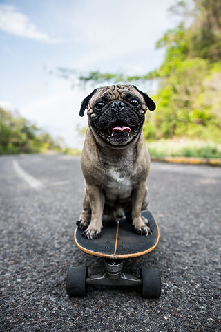 ảnh chó con đáng yêu Bulldog cute