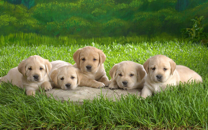 ảnh chó con đáng yêu cute