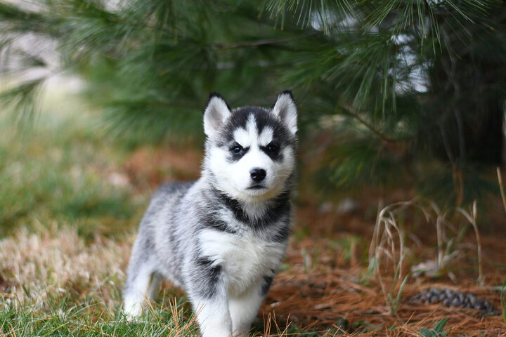 ảnh chó con đáng yêu Husky buồn