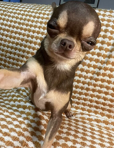 ảnh chó cười hài hước Chihuahua chụp selfie hài hước