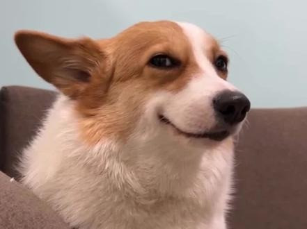 ảnh chó cười hài hước Corgi với biểu cảm khinh khỉnh