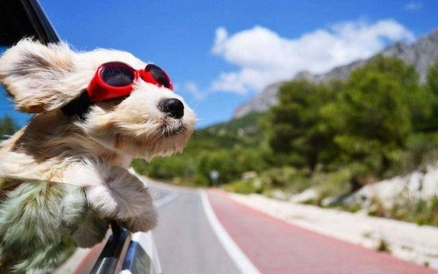 ảnh chó cười hài hước đi du lịch cùng bạn bè