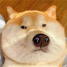 ảnh chó cười hài hước Shiba với khuôn mặt hoài nghi