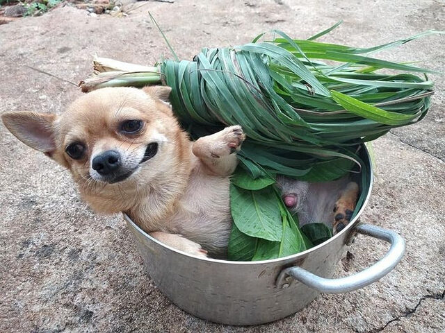 ảnh chó cười hài hước với biểu cảm &quot;khó đỡ&quot; khi bị cắt lông