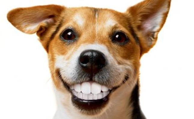 Ảnh chó cười nhe răng được chỉnh sửa vui nhộn với hàm răng người