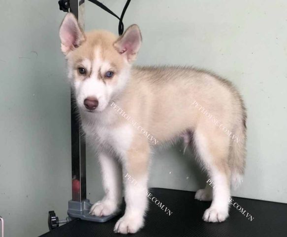 Khám phá vẻ đẹp độc đáo của chó Husky màu hồng phấn
