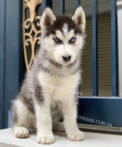 Chó Con Husky Giá Rẻ: Hướng Dẫn Mua Chi Tiết và An Toàn