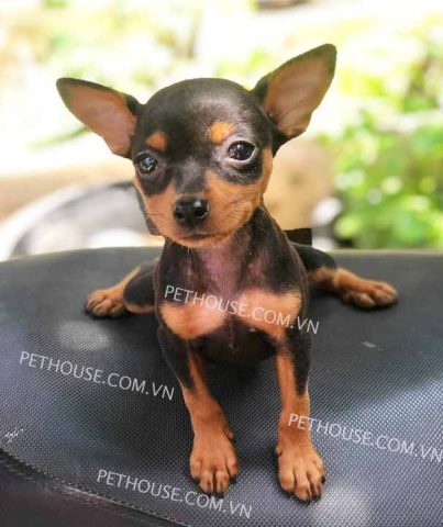 Khám Phá Đặc Điểm và Chăm Sóc Chó Phốc Hươu Màu Đen Toàn Diện