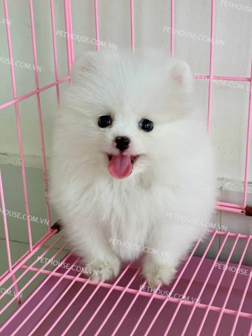 Chó Cảnh Mini Hà Nội: Cẩm Nang Toàn Diện Từ A-Z
