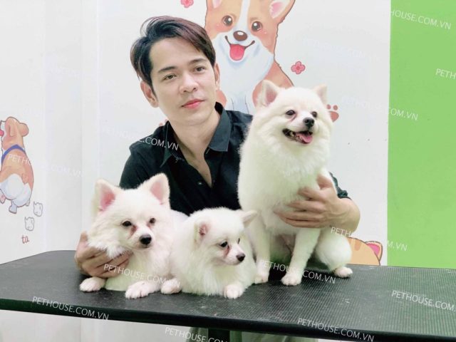 Mua Bán Chó Phốc Sóc: Giá Bao Nhiêu & Kinh Nghiệm Chọn Mua