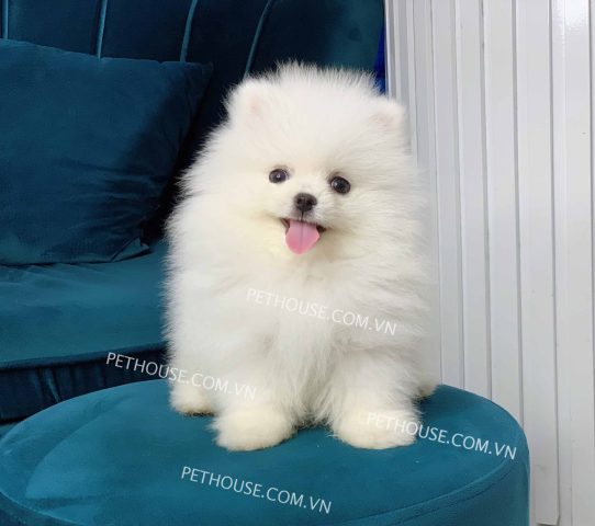 Giống Chó Nhỏ Lông Trắng Phổ Biến Nhất: Hướng Dẫn Chi Tiết