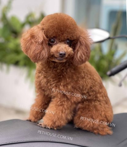 Chó Poodle Tiny Nâu Đỏ: Đặc Điểm, Giá & Cách Chăm Sóc
