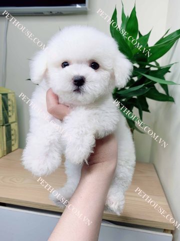 Chó Tiny Poodle Màu Trắng: Đặc Điểm, Chăm Sóc và Lưu Ý Toàn Diện