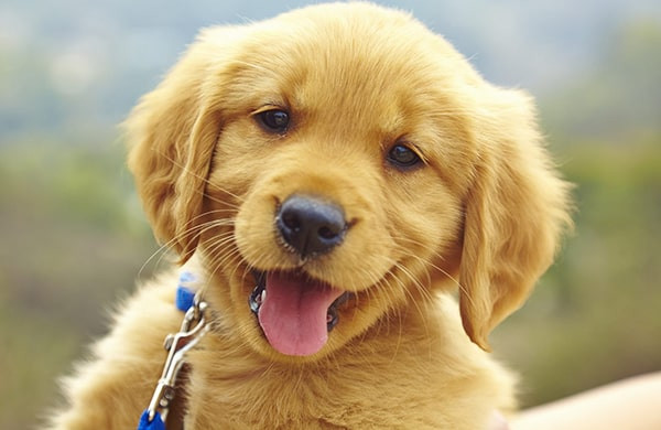 Ảnh chó Poodle với bộ lông xoăn bông bềnh siêu dễ thương