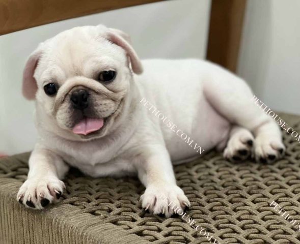 Chó Mặt Xệ Đáng Yêu: Khám Phá Đặc Điểm và Cách Chăm Sóc - image 2