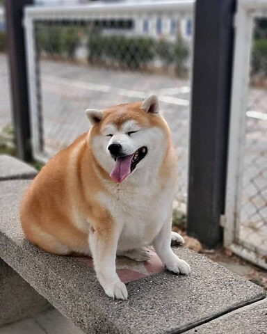 Ảnh chó Shiba cười hớn hở, tạo dáng đầy cá tính