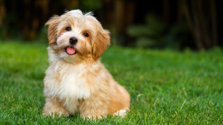 Những hình ảnh con chó đẹp và ý nghĩa nhất hiện nay
