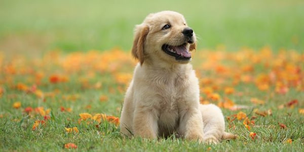 Ảnh chú chó con ngủ gật đáng yêu