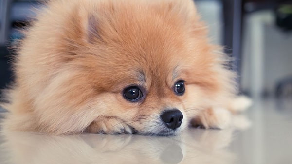 Ảnh chú chó Corgi buồn bã ngồi một mình, biểu cảm đáng yêu