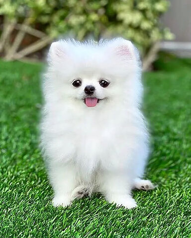 Ảnh chú chó Samoyed trắng muốt, siêu cute với nụ cười đặc trưng