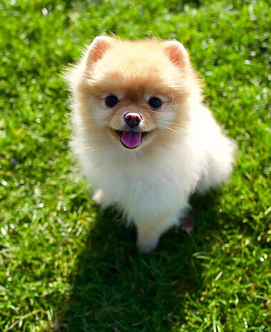 Ảnh chú chó Shiba Inu với khuôn mặt ngây thơ và đôi mắt to tròn