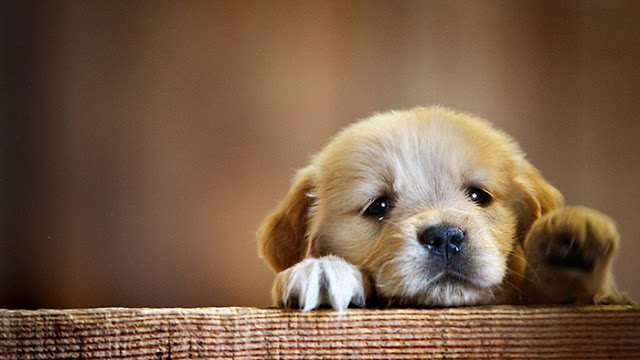 Hình Ảnh Chó Mèo Cute: Tuyển Tập Đáng Yêu Nhất