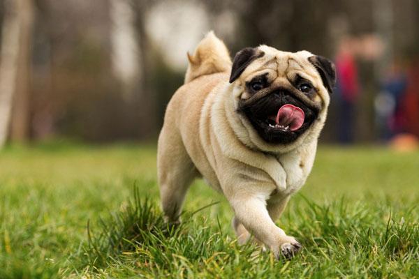 Mua Bán Chó Pug Hà Nội: Hướng Dẫn Chi Tiết Từ A-Z