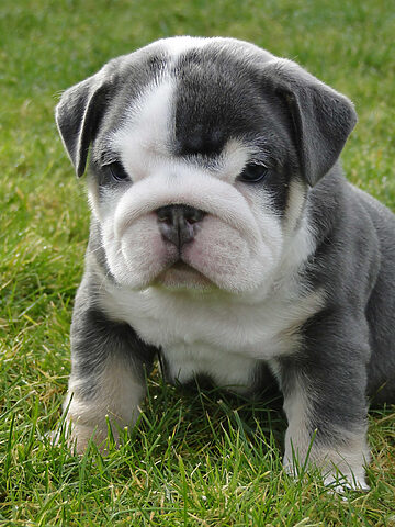 Ảnh nền chó Pug mặt xệ 2K với chiếc lưỡi thè ra