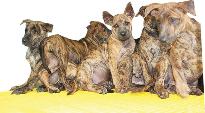 Chó Phú Quốc Thuần Chủng Tại Hà Nội: Hướng Dẫn Toàn Diện