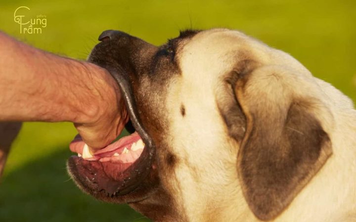Mơ Thấy Con Chó Vàng: Giải Mã Điềm Báo & Ý Nghĩa Chi Tiết