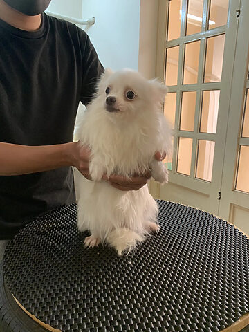 Ann's Grooming mang đến dịch vụ spa chó mèo Đà Lạt đẳng cấp với đội ngũ chuyên nghiệp.