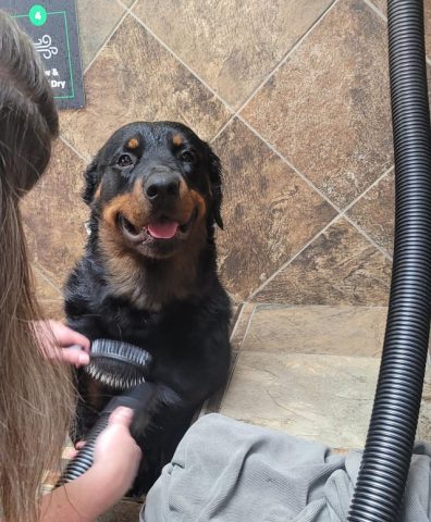 Cách nuôi chó Rottweiler trưởng thành đúng chuẩn A-Z