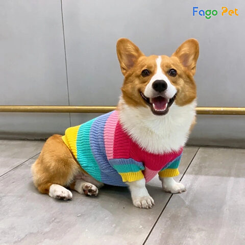 Áo len bảy màu sắc sỡ giúp Corgi ấm áp và nổi bật
