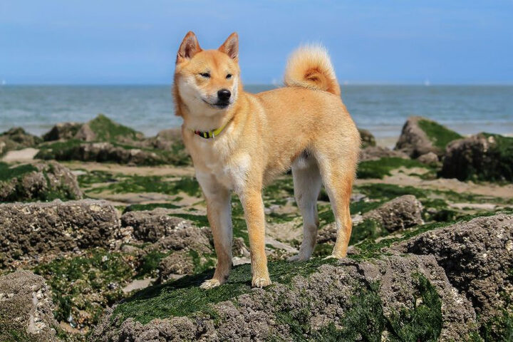 Avatar hình ảnh chó Shiba cười đầy vẻ tự tin và ngầu
