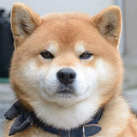 Avatar hình ảnh chó Shiba cười một cách tinh nghịch và đáng yêu