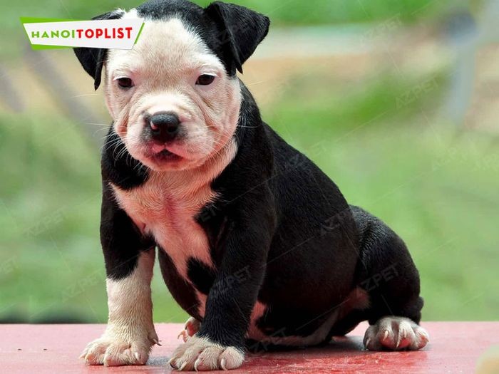 Azpet, trại chó Pitbull chất lượng tại Hà Nội cung cấp nhiều giống chó bull