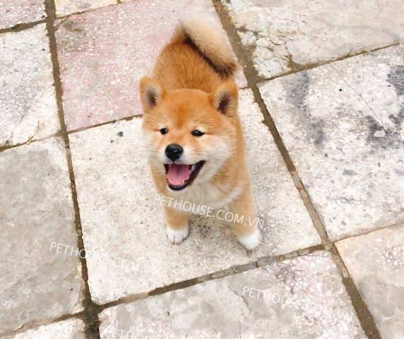 Mua Chó Shiba Ở TPHCM: Kinh Nghiệm, Địa Chỉ Uy Tín & Giá Cả
