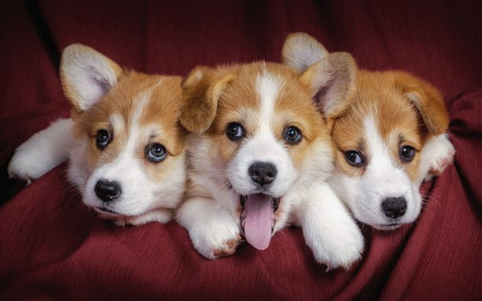 Ba chú Corgi con hòa quyện nhau
